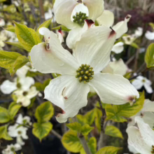 Close-up of a flowering dogwood with large white bracts and a cluster of green flowers at the center, showcasing its delicate beauty and unique structure.