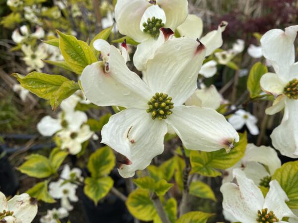 <i>Cornus florida</i> 'Rainbow' - Image 3