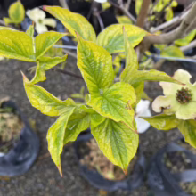 Close-up of a young dogwood tree with variegated yellow and green leaves, and a single pale yellow flower. The tree is in a black plastic pot, part of a nursery collection.