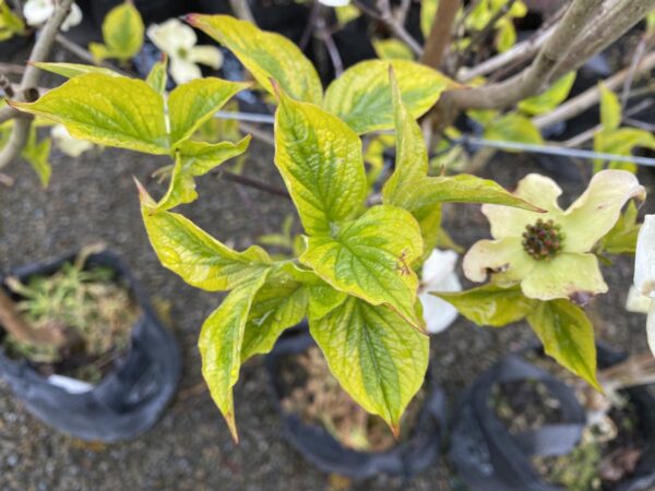 <i>Cornus florida</i> 'Rainbow' - Image 4