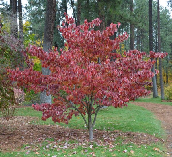 <i>Cornus florida</i> 'Rainbow'