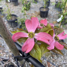 Close-up of pink dogwood blooms with green leaves, showcasing the tree's delicate beauty. Black nursery pots in the background suggest the dogwood is for sale at a garden center.
