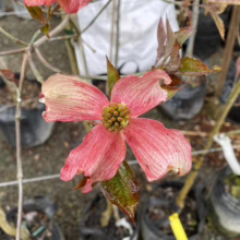 Close-up of a pink dogwood flower with textured petals and a central green cluster of buds, surrounded by glossy leaves. The flower is set against a backdrop of potted trees in a nursery.