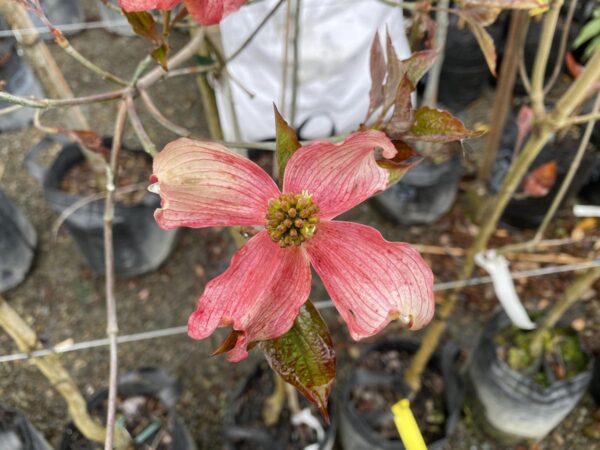 <i>Cornus florida</i> 'Stoke's Pink' - Image 2