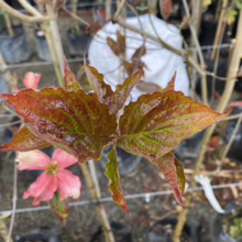 Close-up of a young dogwood tree's leaves, showing a mix of green and red hues, with a faded pink flower visible in the background. The leaves have pointed tips and prominent veins. Nursery setting with potted plants.