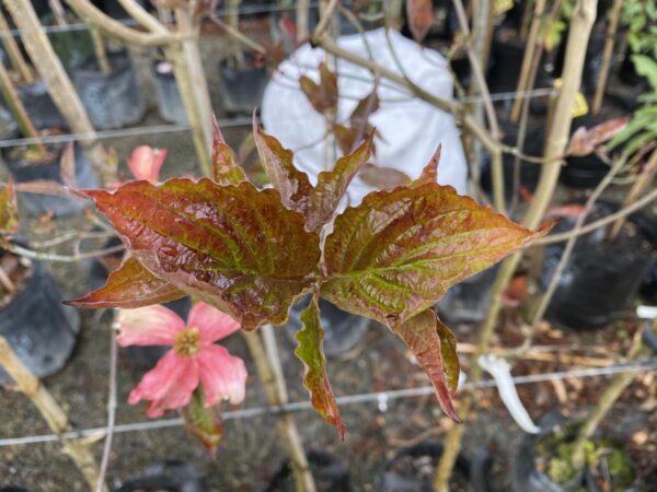 <i>Cornus florida</i> 'Stoke's Pink' - Image 3