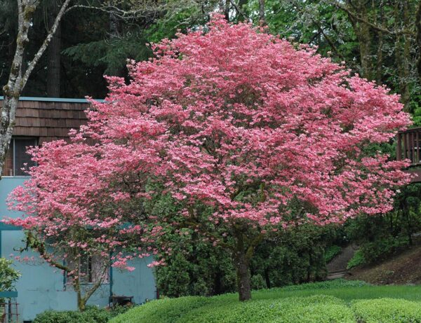 <i>Cornus florida</i> 'Stoke's Pink'