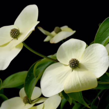 Close-up of a flowering Kousa Dogwood, showcasing its creamy white bracts and central green cluster, set against a dark background with lush green leaves.
