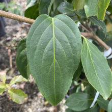 Close-up of a glossy, vibrant green kousa dogwood leaf, showcasing its prominent veins and smooth texture against a backdrop of nursery plants.