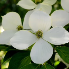 Close-up of a flowering dogwood tree branch with four large, white bracts surrounding a central cluster of green-yellow flowers. Green leaves provide a backdrop to the delicate blossoms.