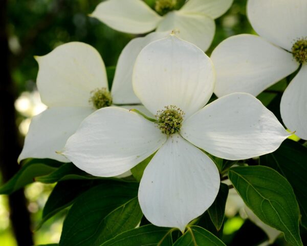 <i>Cornus kousa</i> - Image 2