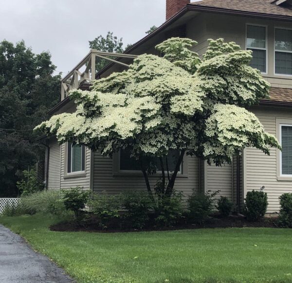 <i>Cornus kousa</i>