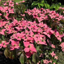 Profusion of pink dogwood blossoms covering a small tree, with dark green foliage visible in the background, creating a vibrant spring display.