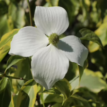 Close-up of a pristine white dogwood flower in full bloom, showcasing its four delicate petals and central green disc. The flower is set against a backdrop of variegated green and yellow leaves.