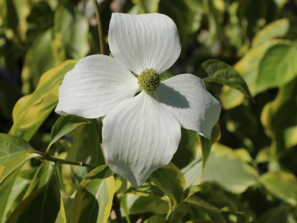 <i>Cornus kousa</i> 'Bonfire' - Image 2