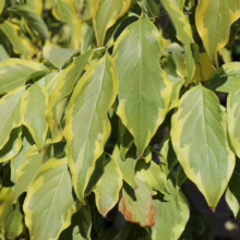 Variegated dogwood leaves showcase green centers and yellow edges, creating a vibrant display of foliage. The leaves are densely packed, highlighting the plant's lush growth.