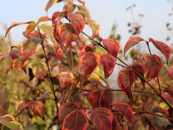 <i>Cornus kousa</i> 'Bonfire'