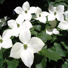 Dogwood blossoms in full bloom, showcasing their delicate white petals and green centers against a backdrop of lush green leaves.