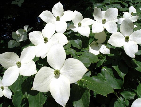 <i>Cornus kousa</i> 'China Girl' - Image 2