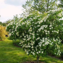 Stack of golden chocolate chip cookies, fresh from the oven, showcasing the best cookie recipe. Baking dessert perfection.
