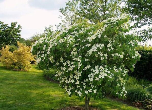 <i>Cornus kousa</i> 'China Girl' - Image 3