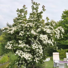 A lush dogwood tree in full bloom with white flowers dominates a serene garden scene. A pond reflects the tree's beauty, while a patio set invites relaxation nearby.