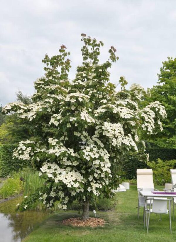 <i>Cornus kousa</i> 'China Girl' - Image 4