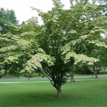 A beautiful dogwood tree with white bracts stands prominently on a green lawn. The tree's canopy is full, creating a lush and inviting scene, perfect for landscaping inspiration.