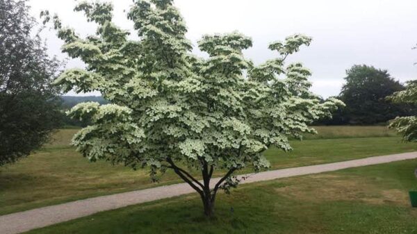 <i>Cornus kousa</i> 'China Girl' - Image 6