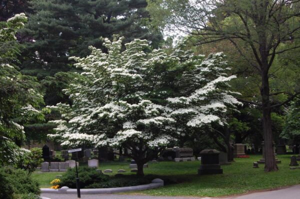 <i>Cornus kousa</i> 'China Girl'