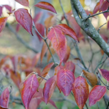 Close-up of a dogwood tree branch in autumn, showcasing vibrant red and orange leaves against a blurred green and brown background.