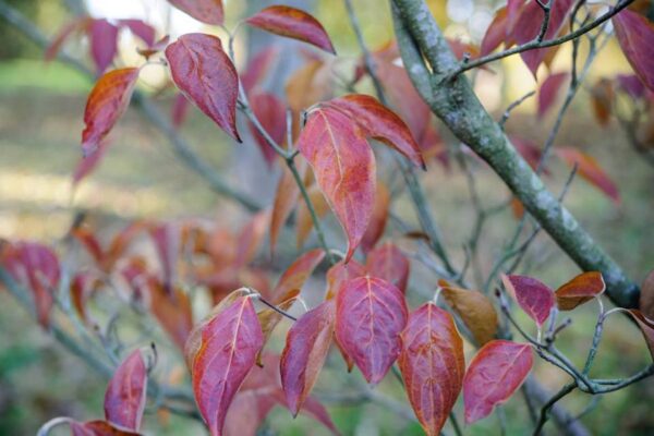 <i>Cornus kousa</i> 'Doubloon' - Image 2