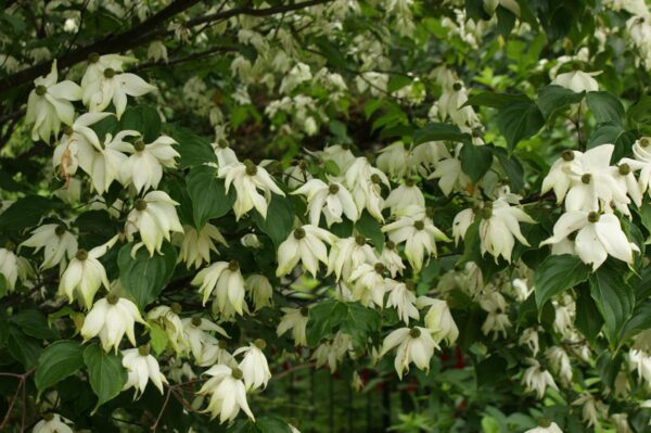 <i>Cornus kousa</i> 'Doubloon'