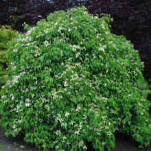 A mature Cornus kousa dogwood tree, covered in white bracts, stands as a focal point in a lush garden. Green lawn and other trees with green and dark red foliage provide a colorful backdrop.