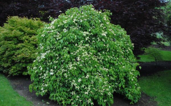 <i>Cornus kousa</i> 'Elizabeth Lustgarten' - Image 2