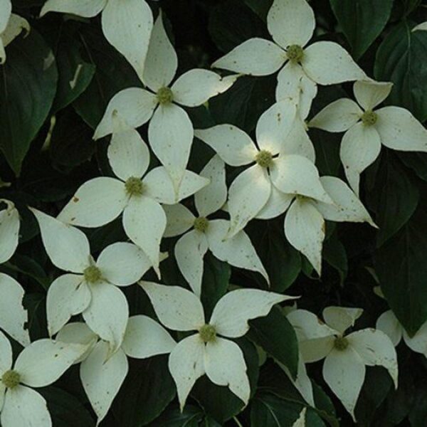 <i>Cornus kousa</i> 'Elizabeth Lustgarten' - Image 3