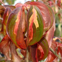 Striking fall foliage of a dogwood shrub features vibrant red, green, and yellow hues. Autumn leaves display a spectrum of colors, showcasing the seasonal beauty of nature.