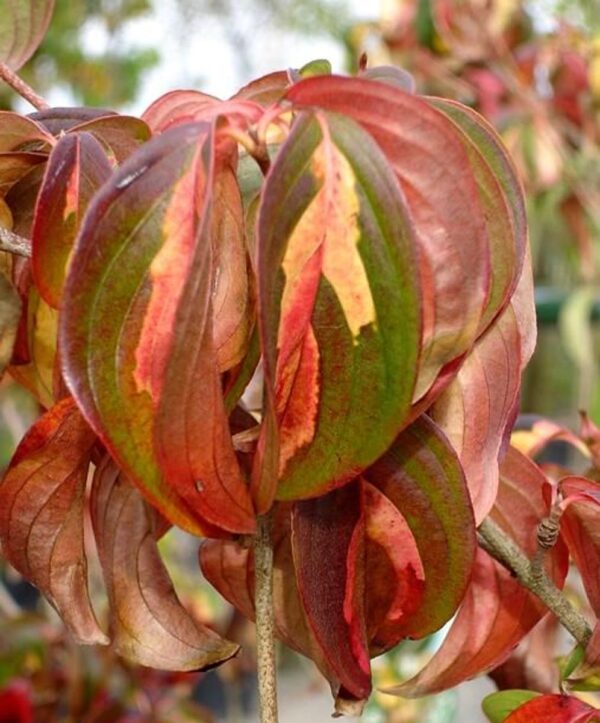 <i>Cornus kousa</i> 'Gold Star' - Image 2