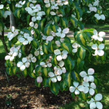 Dogwood tree in full bloom, showcasing delicate white flowers against vibrant green and yellow variegated leaves. Mulch covers the ground below, with a lush green lawn and trees in the background.