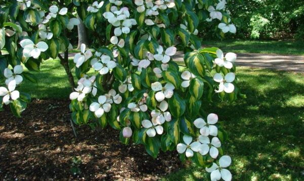 <i>Cornus kousa</i> 'Gold Star' - Image 3