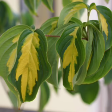 Variegated dogwood leaves showcase vibrant green edges and a striking yellow center. The leaves cluster on a branch, creating a lush, textured display of color and form.