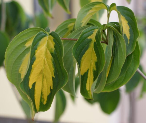 <i>Cornus kousa</i> 'Gold Star' - Image 4