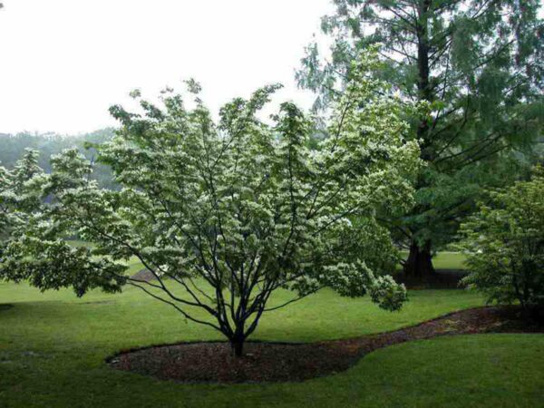 <i>Cornus kousa</i> 'Gold Star'