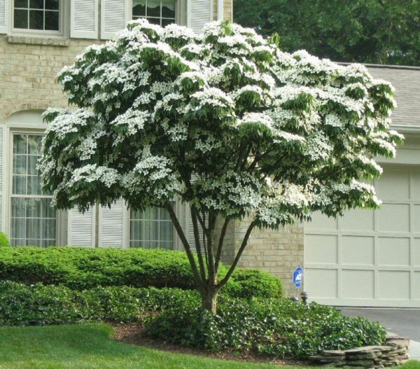 <i>Cornus kousa</i> 'Milky Way'