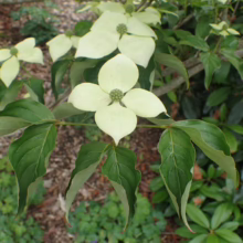 Close-up of a flowering Kousa Dogwood tree. Creamy white bracts surround the central green flower clusters, contrasting with the vibrant green foliage. The tree's delicate beauty adds a touch of elegance to the garden setting.