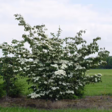 A lush, flowering Kousa Dogwood shrub bursts with white blossoms against a backdrop of green fields and a cloudy sky. The plant's horizontal branching creates a layered effect, showcasing its elegant form and profuse blooms.