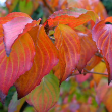 Close-up of vibrant autumn dogwood leaves transitioning from green to fiery red and orange. The fall foliage showcases detailed leaf veins against a blurred green background.