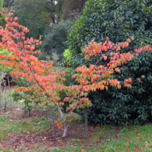 Small dogwood tree displaying vibrant autumn foliage of orange and red leaves. A wire cage protects the young tree in a grassy garden setting with larger green trees in the background.