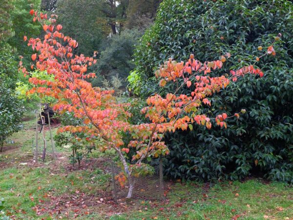 <i>Cornus kousa</i> 'Satomi' - Image 3