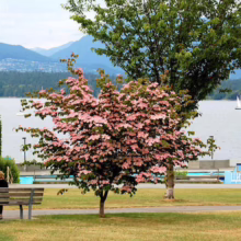 Scenic park view with a pink flowering dogwood tree in full bloom, overlooking a calm lake and distant mountains. Two people sit on a bench, enjoying the peaceful waterfront scenery.